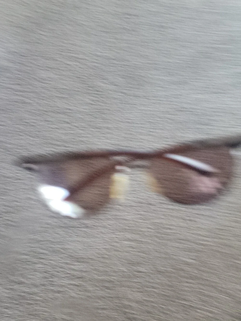 Panama Jack Aviator Sunglasses with Brown Lenses